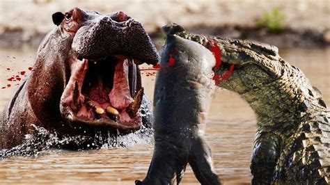 hippo fight crocodile youtube