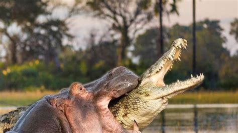 hippo vs crocodile video