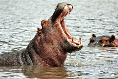 hippos in africa facts