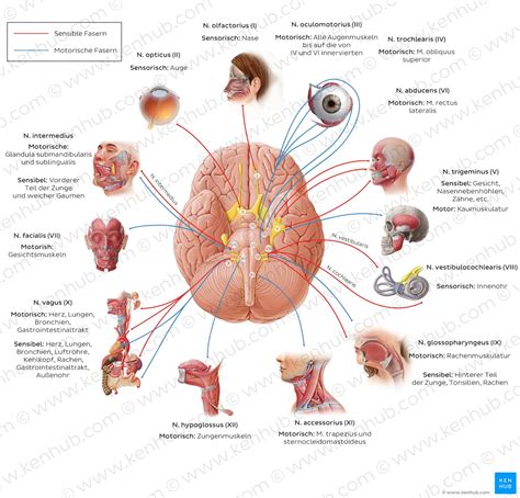 Hirnnerven Welche gibt es? Welche Funktionen erfüllen sie im Gehirn?
