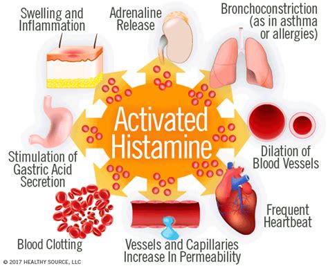 Histamine Release Increases Vascular Permeability