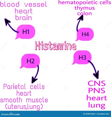 Histamine Release Location