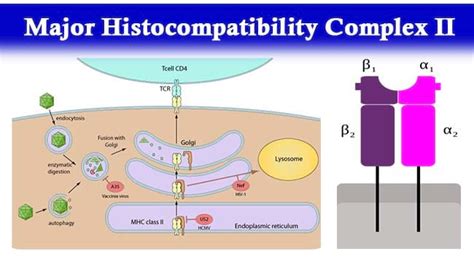 Histocompatibility Complex Explain