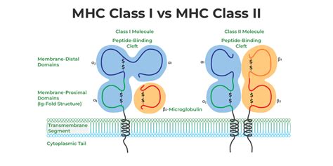 Histocompatibility Complex Model