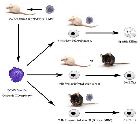Histocompatibility Complex Restriction