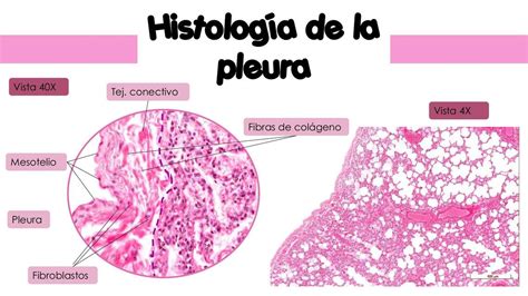 histologia de la pleura