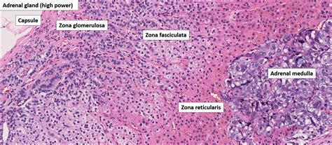 histology of adrenal cortex