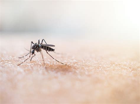 historique de la dengue