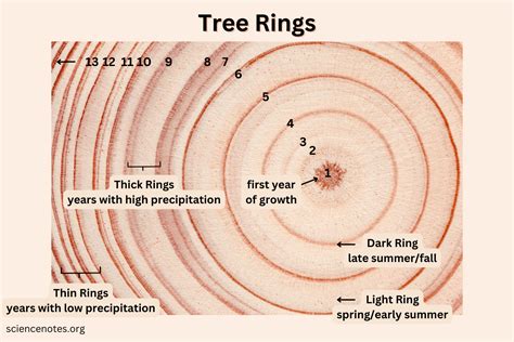History In Tree Rings