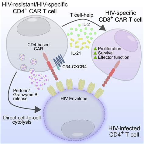 HIV kills T cells