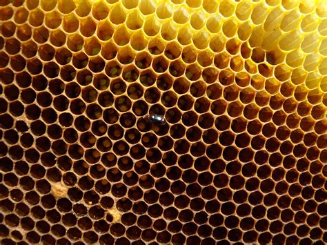 hive & wellness bayswater