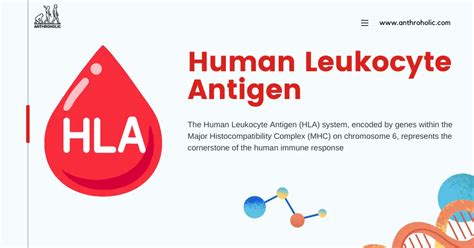 Hla Antigen Meaning