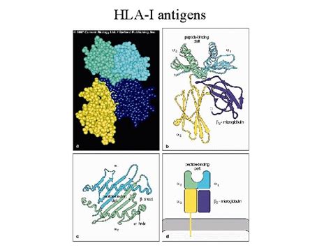 Hla Tissue Antigens