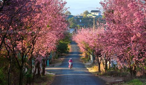 hoa anh dao da lat