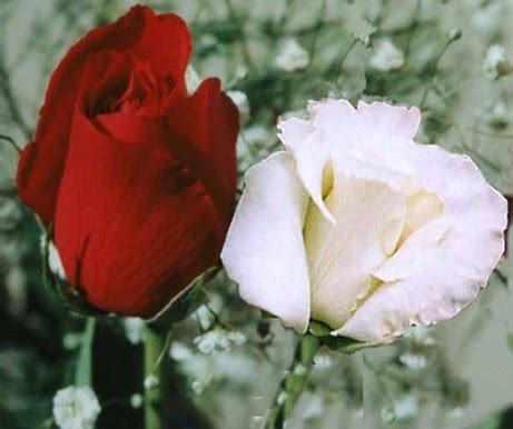 hoa hồng đỏ hoa hồng trắng