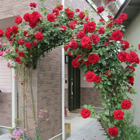 hoa hồng leo cổ hải phòng