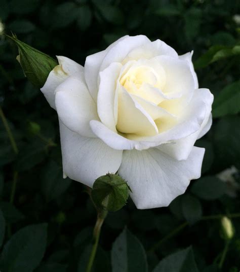 hoa hồng màu trắng