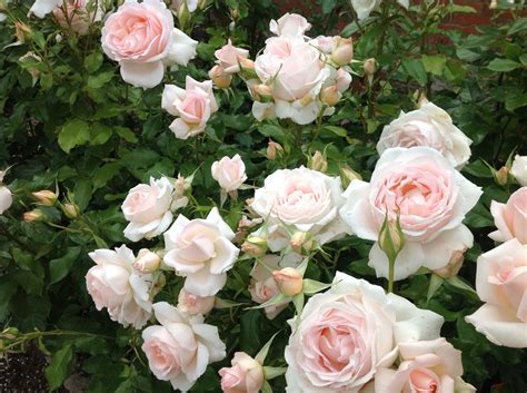hoa hồng trắng hồng