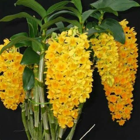 hoa phong lan vàng