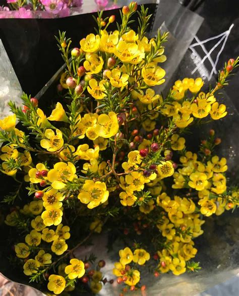 hoa thanh liễu màu vàng