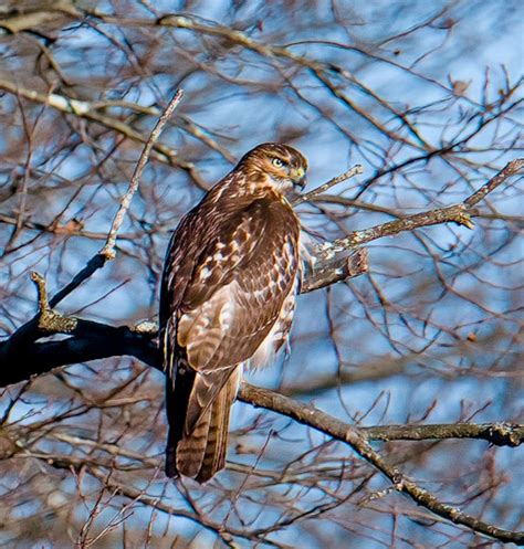 hoarse whisperer threads