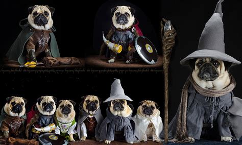 Dog owner dresses his pet pugs in hilarious costumes from Tolkien's