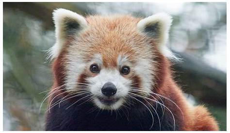 roter Panda träumt Foto & Bild | tiere, zoo, wildpark & falknerei