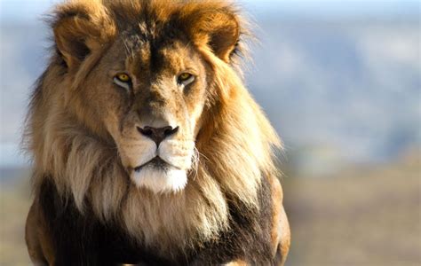 hoe lang leeft een leeuw