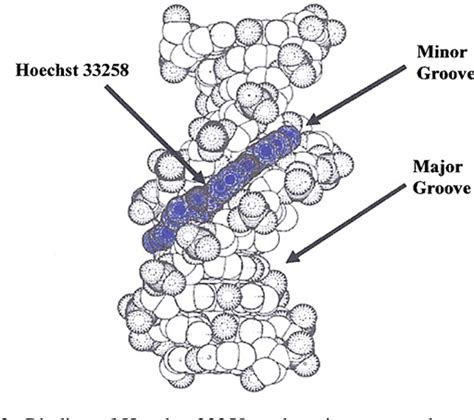 Hoechst 33342 Dna Binding