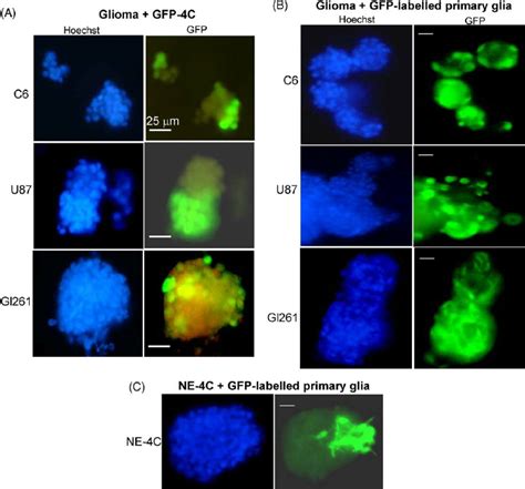 Hoechst Intercalation