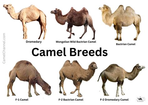 hoes 4 camel