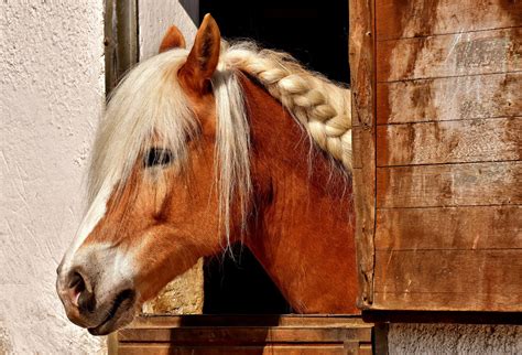 Oudste Paard Ter Wereld / Spreekbeurt Over Paarden By Fleur De Vries