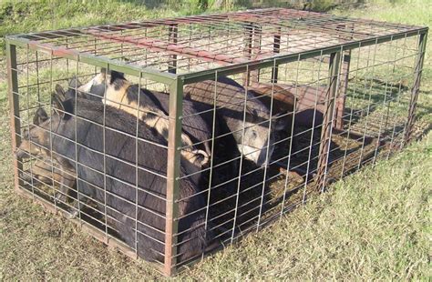 Hog Cage Traps