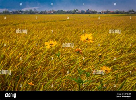 hoi an rice fields