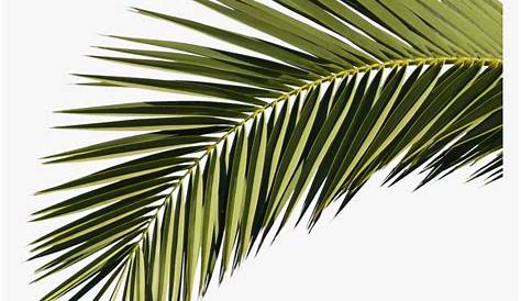 Dibujado a mano hoja de palmera tropical - Descargar PNG/SVG transparente