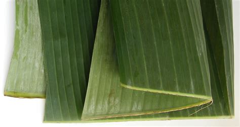 Hoja De Platano Fumar