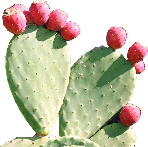 Hoja De Tuna Nopal