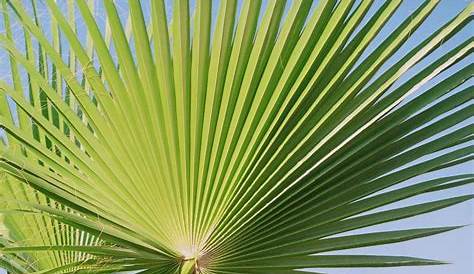 Consejos de cultivo de palmeras - https://www.jardineriaon.com/consejos