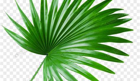 Plantilla hojas de palmera | Láminas para imprimir | Pinterest | Hojas