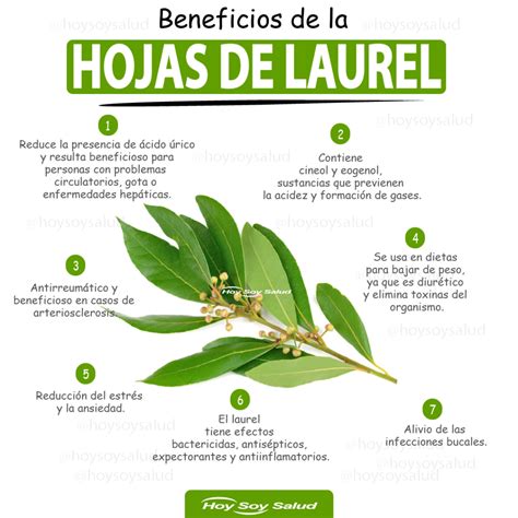 Hojas De Laurel Usos