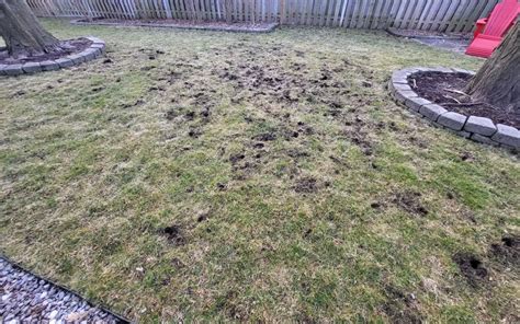 Small Holes In Yards Tips For Identifying Holes Throughout The Lawn