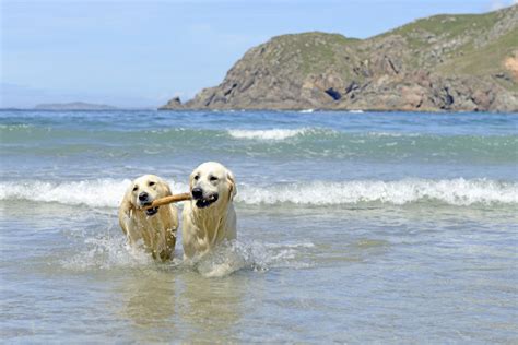 holidays with dogs uk 2024