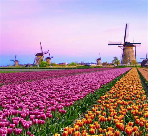 holland tulip vacation packages
