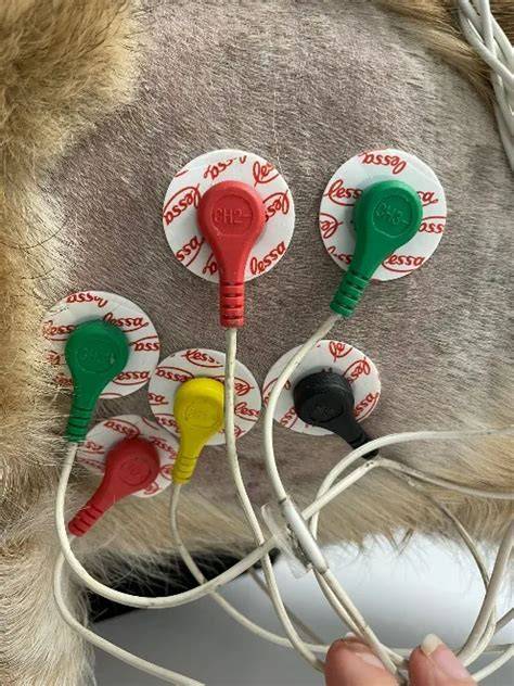 Holter Vests HeartVets