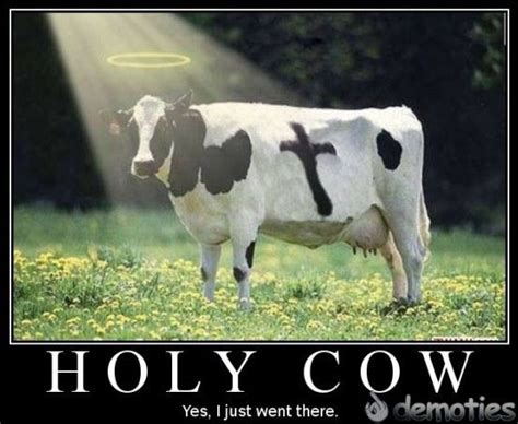 holy cow image funny
