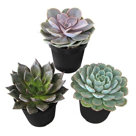2 in. Unique Succulent (Collection of 20)U20 The Home Depot