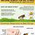 home remedies for bee stings