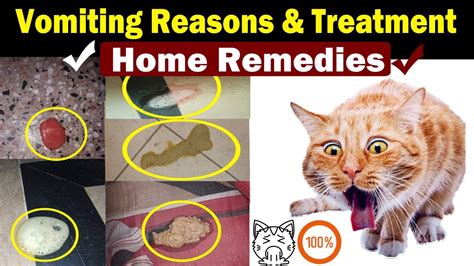 If your cat needs relief from vomiting and diarrhea, you should check