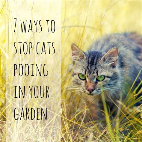 Ways to stop cats from pooping in your garden Homegrown Herb Garden