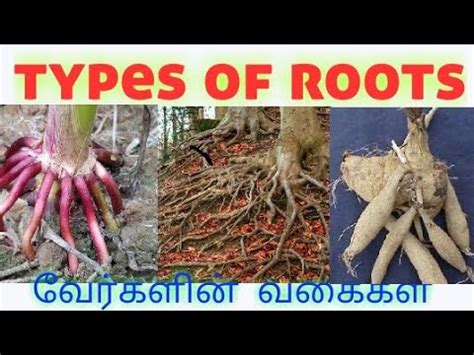 home branch meaning in tamil with example